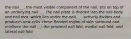 the nail __, the most visible component of the nail, sits on top of an underlying nail __. The nail plate is divided into the nail body and nail root, which lies under the nail ___ actively divides and produces new cells. these flooded region of skin surround and reinforce the nail __: the proximal nail fold, medial nail fold, and lateral nail fold