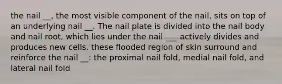 the nail __, the most visible component of the nail, sits on top of an underlying nail __. The nail plate is divided into the nail body and nail root, which lies under the nail ___ actively divides and produces new cells. these flooded region of skin surround and reinforce the nail __: the proximal nail fold, medial nail fold, and lateral nail fold