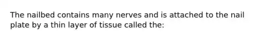 The nailbed contains many nerves and is attached to the nail plate by a thin layer of tissue called the: