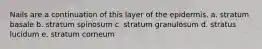 Nails are a continuation of this layer of the epidermis. a. stratum basale b. stratum spinosum c. stratum granulosum d. stratus lucidum e. stratum corneum