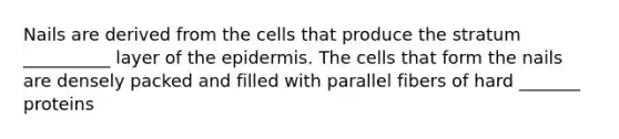 Nails are derived from the cells that produce the stratum __________ layer of the epidermis. The cells that form the nails are densely packed and filled with parallel fibers of hard _______ proteins