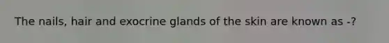 The nails, hair and exocrine glands of the skin are known as -?