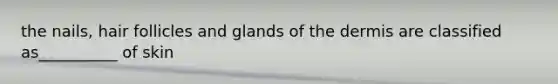 the nails, hair follicles and glands of the dermis are classified as__________ of skin