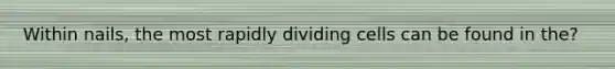 Within nails, the most rapidly dividing cells can be found in the?