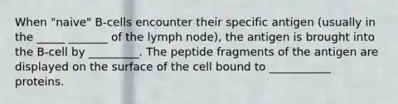 When "naive" B-cells encounter their specific antigen (usually in the _____ _______ of the lymph node), the antigen is brought into the B-cell by _________. The peptide fragments of the antigen are displayed on the surface of the cell bound to ___________ proteins.