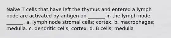 Naive T cells that have left the thymus and entered a lymph node are activated by antigen on _______ in the lymph node _______. a. lymph node stromal cells; cortex. b. macrophages; medulla. c. dendritic cells; cortex. d. B cells; medulla