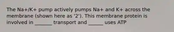 The Na+/K+ pump actively pumps Na+ and K+ across the membrane (shown here as '2'). This membrane protein is involved in _______ transport and ______ uses ATP