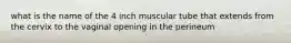 what is the name of the 4 inch muscular tube that extends from the cervix to the vaginal opening in the perineum