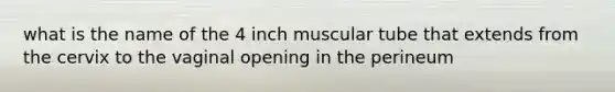 what is the name of the 4 inch muscular tube that extends from the cervix to the vaginal opening in the perineum