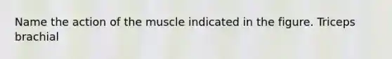 Name the action of the muscle indicated in the figure. Triceps brachial