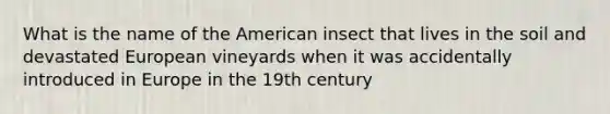 What is the name of the American insect that lives in the soil and devastated European vineyards when it was accidentally introduced in Europe in the 19th century