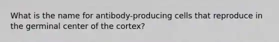 What is the name for antibody-producing cells that reproduce in the germinal center of the cortex?