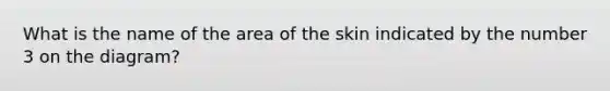 What is the name of the area of the skin indicated by the number 3 on the diagram?