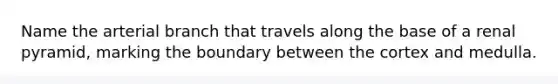 Name the arterial branch that travels along the base of a renal pyramid, marking the boundary between the cortex and medulla.