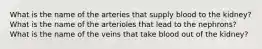 What is the name of the arteries that supply blood to the kidney? What is the name of the arterioles that lead to the nephrons? What is the name of the veins that take blood out of the kidney?