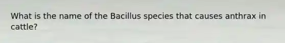 What is the name of the Bacillus species that causes anthrax in cattle?