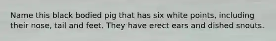 Name this black bodied pig that has six white points, including their nose, tail and feet. They have erect ears and dished snouts.