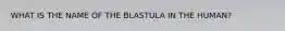 WHAT IS THE NAME OF THE BLASTULA IN THE HUMAN?