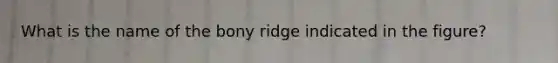 What is the name of the bony ridge indicated in the figure?