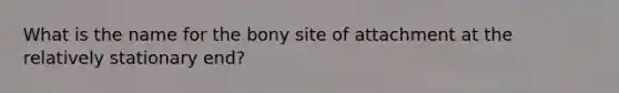 What is the name for the bony site of attachment at the relatively stationary end?