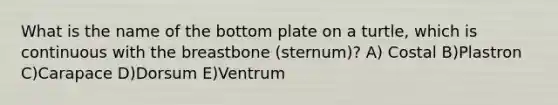 What is the name of the bottom plate on a turtle, which is continuous with the breastbone (sternum)? A) Costal B)Plastron C)Carapace D)Dorsum E)Ventrum