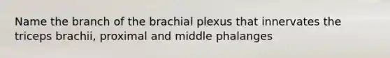 Name the branch of the brachial plexus that innervates the triceps brachii, proximal and middle phalanges