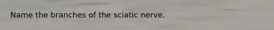 Name the branches of the sciatic nerve.