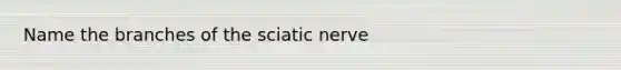 Name the branches of the sciatic nerve