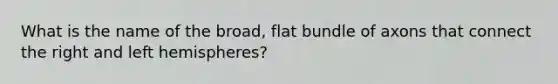 What is the name of the broad, flat bundle of axons that connect the right and left hemispheres?