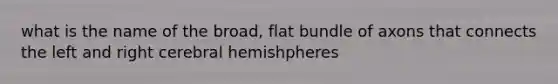 what is the name of the broad, flat bundle of axons that connects the left and right cerebral hemishpheres