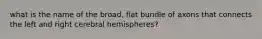 what is the name of the broad, flat bundle of axons that connects the left and right cerebral hemispheres?