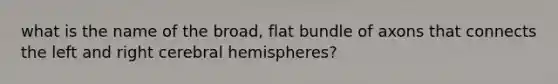 what is the name of the broad, flat bundle of axons that connects the left and right cerebral hemispheres?