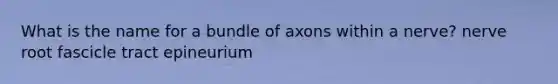 What is the name for a bundle of axons within a nerve? nerve root fascicle tract epineurium