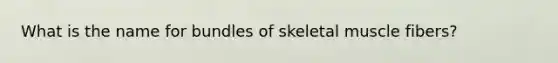 What is the name for bundles of skeletal muscle fibers?