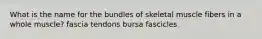 What is the name for the bundles of skeletal muscle fibers in a whole muscle? fascia tendons bursa fascicles