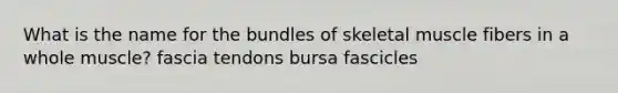 What is the name for the bundles of skeletal muscle fibers in a whole muscle? fascia tendons bursa fascicles