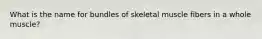 What is the name for bundles of skeletal muscle fibers in a whole muscle?