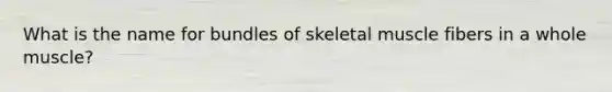 What is the name for bundles of skeletal muscle fibers in a whole muscle?