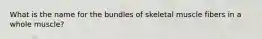 What is the name for the bundles of skeletal muscle fibers in a whole muscle?
