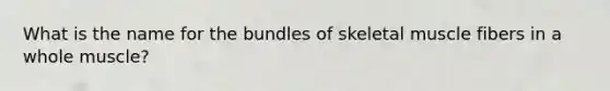 What is the name for the bundles of skeletal muscle fibers in a whole muscle?