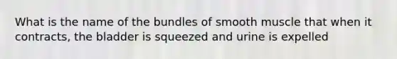 What is the name of the bundles of smooth muscle that when it contracts, the bladder is squeezed and urine is expelled