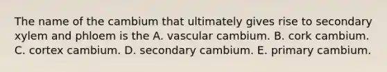 The name of the cambium that ultimately gives rise to secondary xylem and phloem is the A. vascular cambium. B. cork cambium. C. cortex cambium. D. secondary cambium. E. primary cambium.