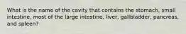 What is the name of the cavity that contains the stomach, small intestine, most of the large intestine, liver, gallbladder, pancreas, and spleen?