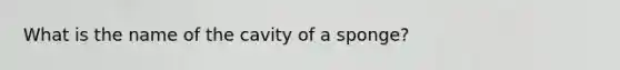 What is the name of the cavity of a sponge?