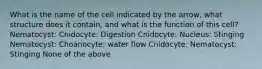 What is the name of the cell indicated by the arrow, what structure does it contain, and what is the function of this cell? Nematocyst: Cnidocyte: Digestion Cnidocyte: Nucleus: Stinging Nematocyst: Choanocyte: water flow Cnidocyte: Nematocyst: Stinging None of the above