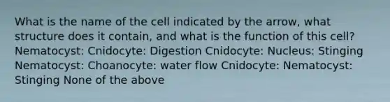 What is the name of the cell indicated by the arrow, what structure does it contain, and what is the function of this cell? Nematocyst: Cnidocyte: Digestion Cnidocyte: Nucleus: Stinging Nematocyst: Choanocyte: water flow Cnidocyte: Nematocyst: Stinging None of the above