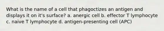 What is the name of a cell that phagoctizes an antigen and displays it on it's surface? a. anergic cell b. effector T lymphocyte c. naive T lymphocyte d. antigen-presenting cell (APC)