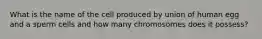 What is the name of the cell produced by union of human egg and a sperm cells and how many chromosomes does it possess?