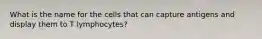 What is the name for the cells that can capture antigens and display them to T lymphocytes?