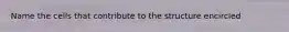 Name the cells that contribute to the structure encircled